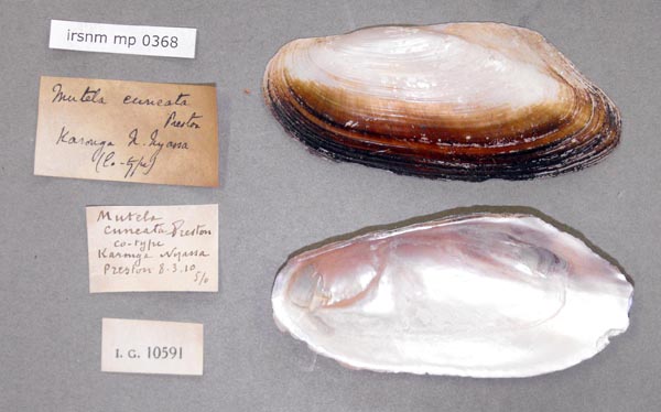 specimen