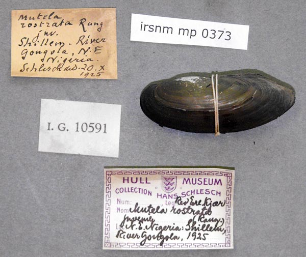 specimen