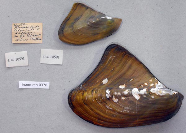 specimen