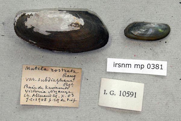 specimen