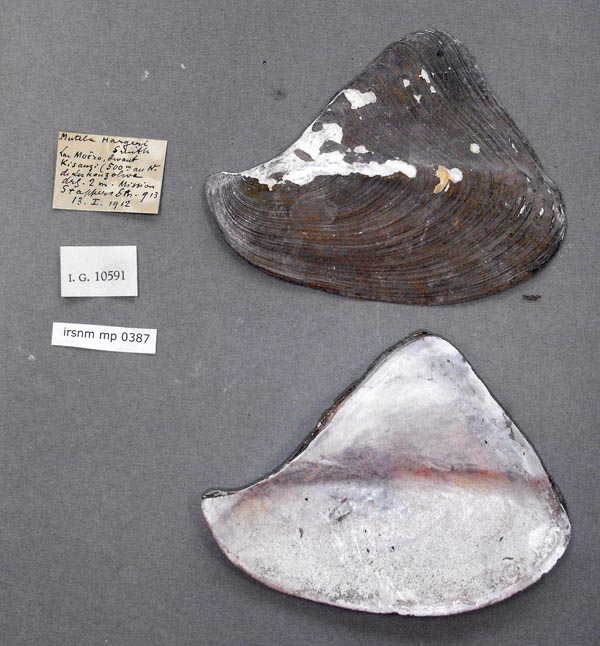 specimen