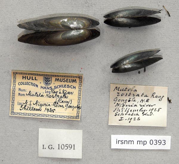 specimen