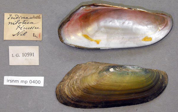 specimen