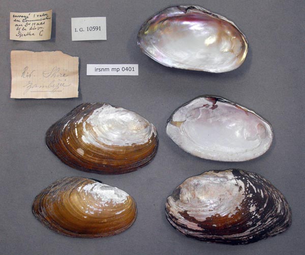 image of lot IRSNB_MP_0401 image of lot IRSNB_MP_0401