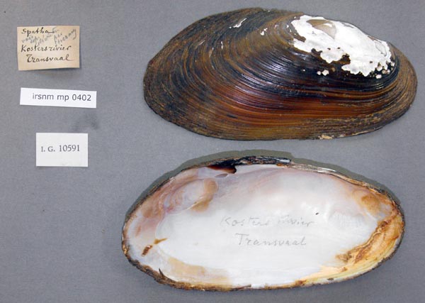 specimen