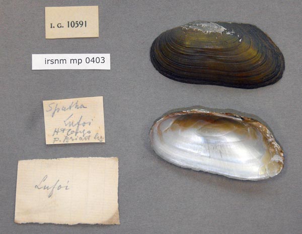 specimen