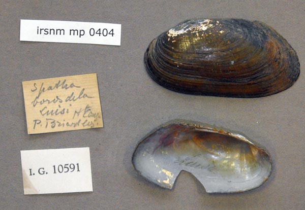 specimen