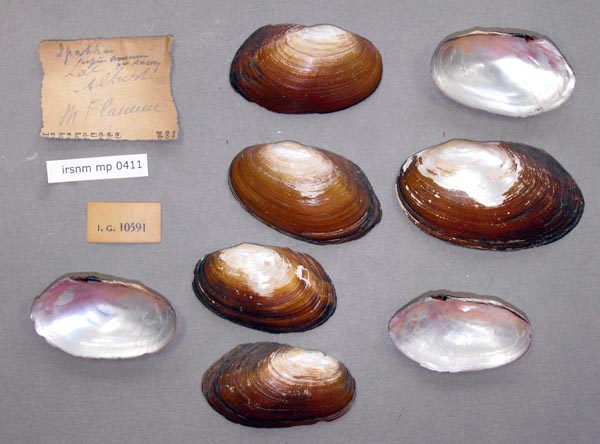 specimen