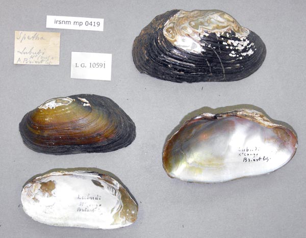 specimen