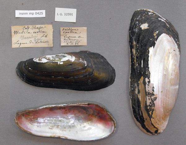 specimen