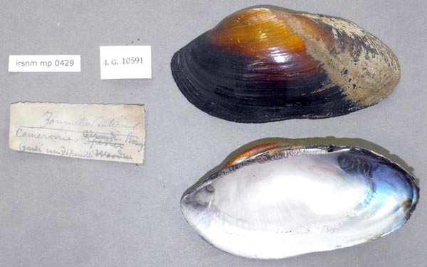 specimen