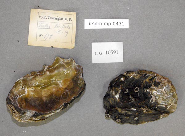 specimen