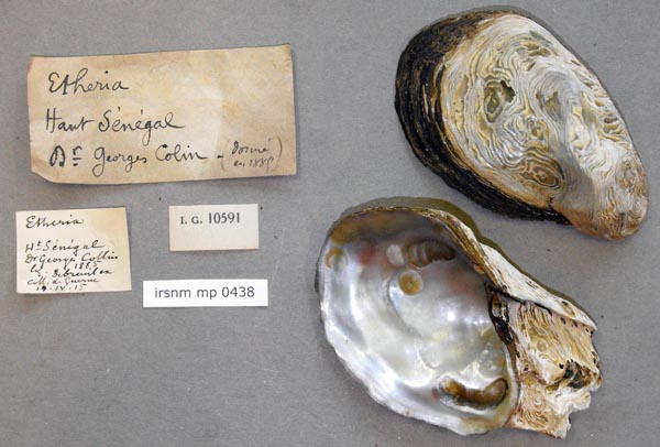 specimen