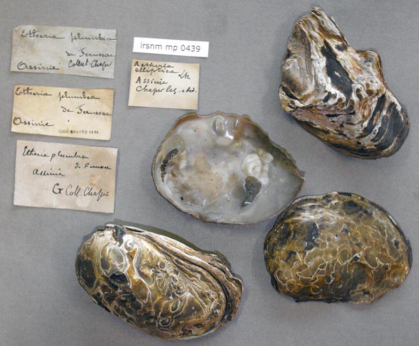 specimen