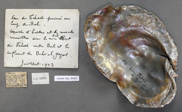 specimen