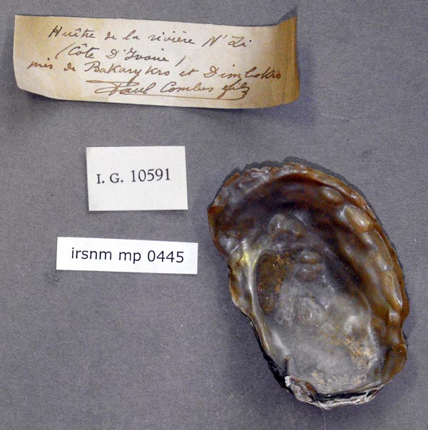 specimen