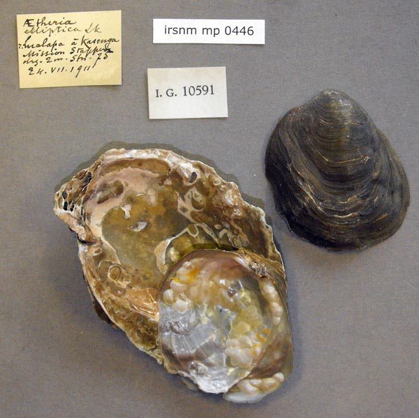specimen