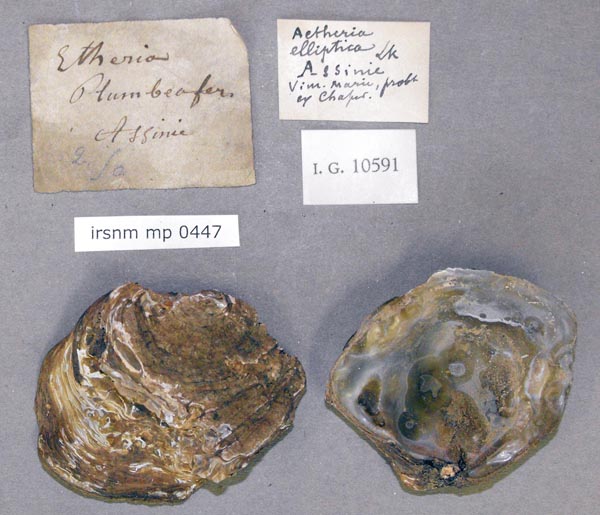 specimen