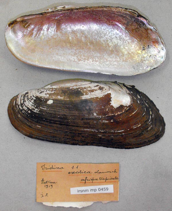 specimen