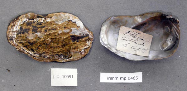 specimen