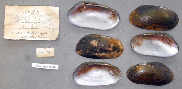 specimen