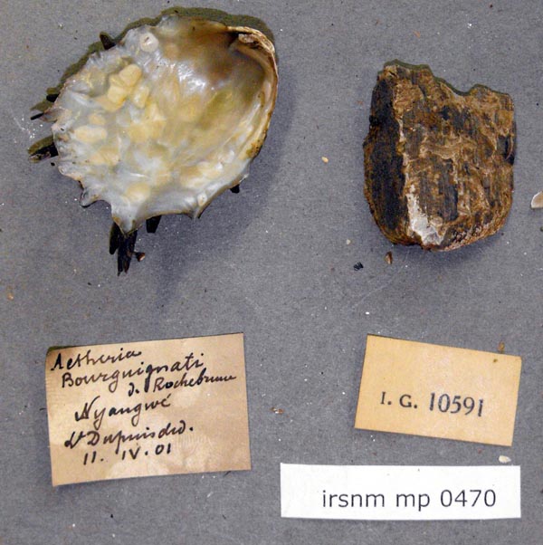 specimen