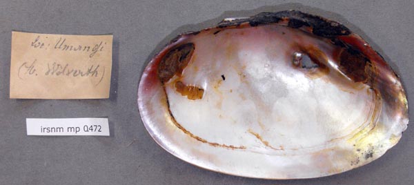 specimen