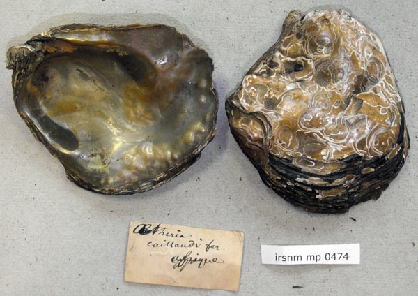 specimen
