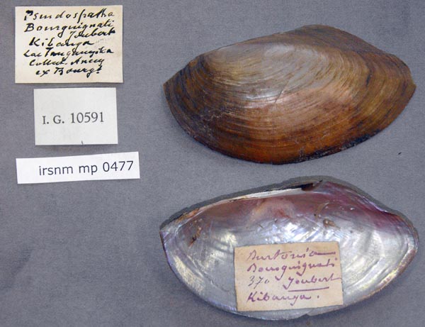 specimen
