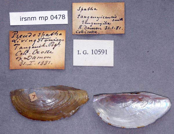 specimen