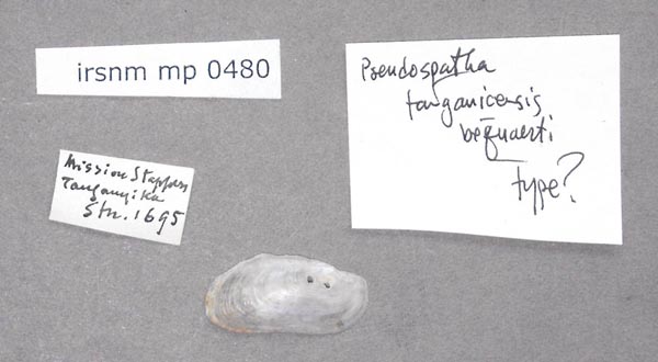 specimen