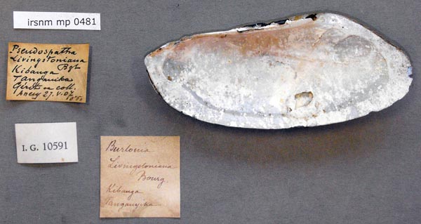 specimen