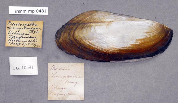 specimen