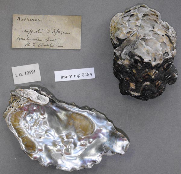 specimen