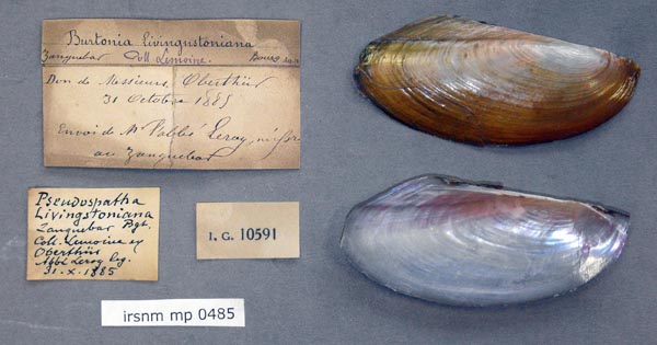 specimen