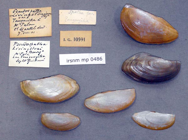 specimen