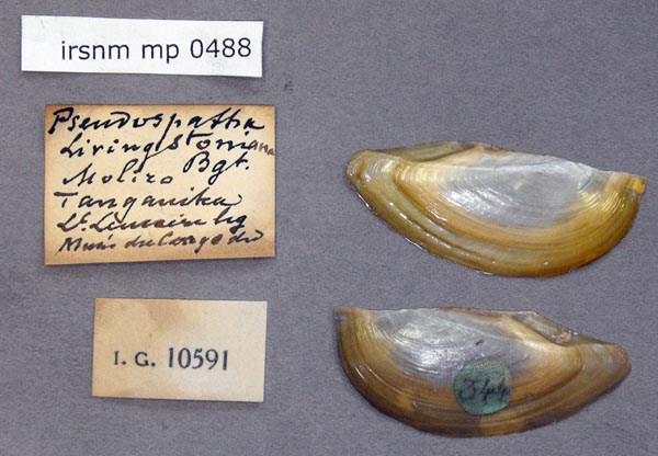 specimen