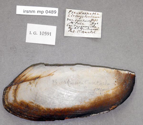 specimen