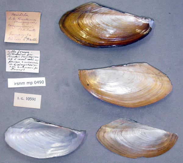 specimen