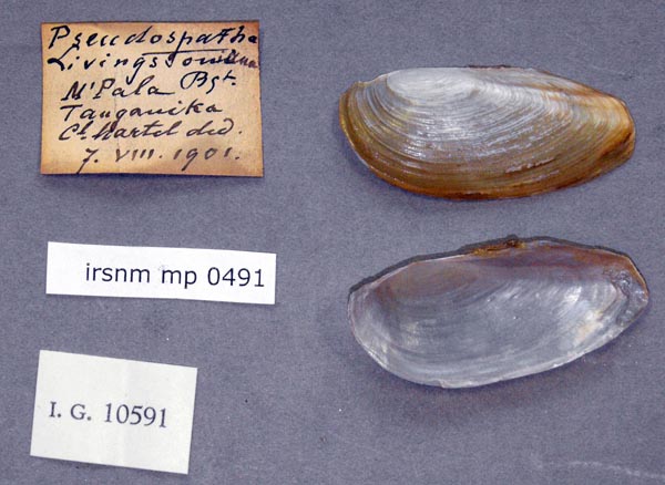 specimen