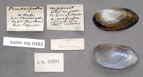 specimen