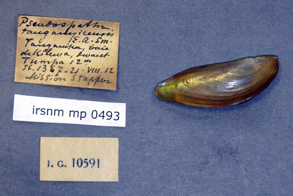 specimen