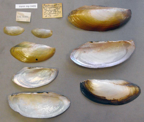 specimen