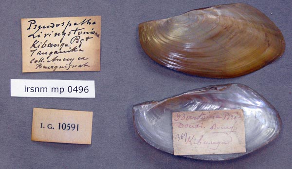specimen