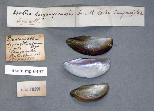 specimen