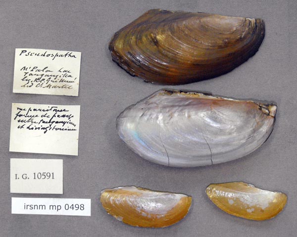 specimen
