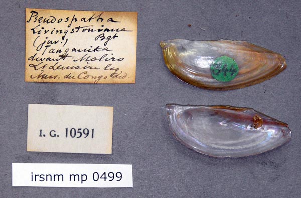 specimen