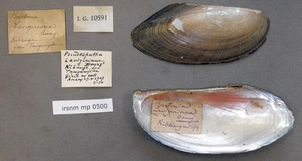 specimen