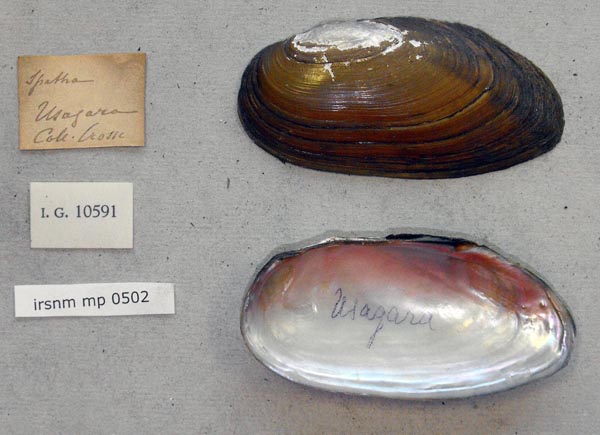 specimen