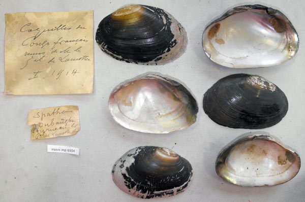 specimen